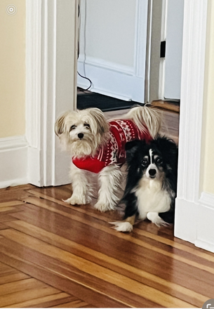 The Dogs- Angel and Bella - REnt one room for international female student non-smoker. Use of kitchen, and private bathroom. Condo