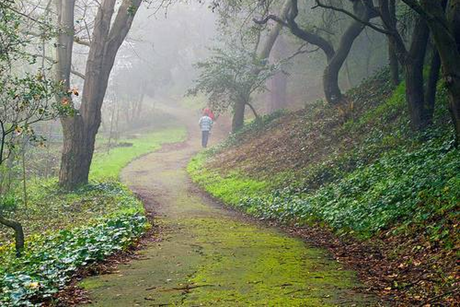 Nature Paths - $850, 1 Bdrm Available 3 Bdrm  Home in El Cerrito Hills. Ideal For UCB Students with Free Wifi