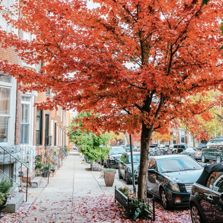 Located on this quiet tree lined street - Charming 4 Bedroom Reservoir Hill Home