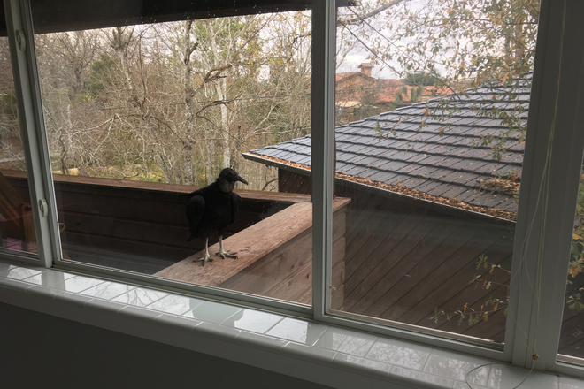 balcony from inside plus big black bird - Beautiful Garage Apartment.  Own front door.  Semi-furnished.