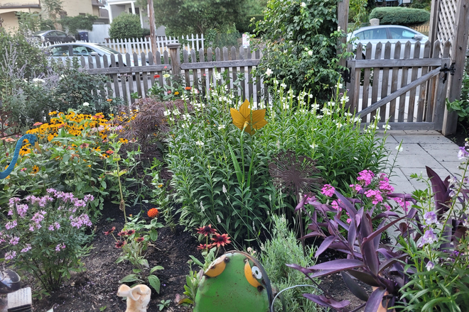 front garden - Charming new house with rose garden in front and patio in back, close to campus