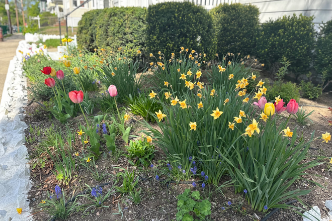 front garden - NO BROKER FEES! Huge Somerville 6BR; Sunny, Rose Garden; 5min walk to Tufts; Parking & Free Laundry! Duplex