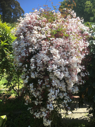 jasmine in back yard - Charming 3bd house, bay views, beautiful yard, wood floors, short distance to UC. Available Jan-June