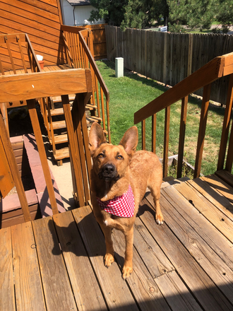 belgian malinois/german shepard mix - Private bed & bath for rent Townhome