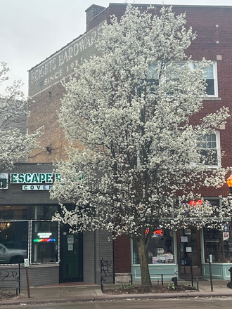 Flowering Pear Tree - Shared Furnished Apartment Fabulous Location for Case, UH, Clinic, Museums, VA