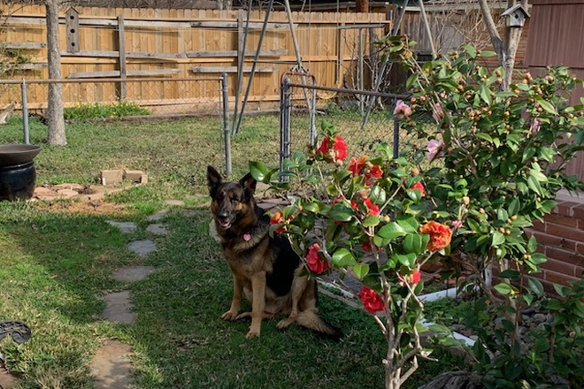 Max the Guard dog - (Heights Area) -  Bedroom/Private Bathroom - Shared living within our home