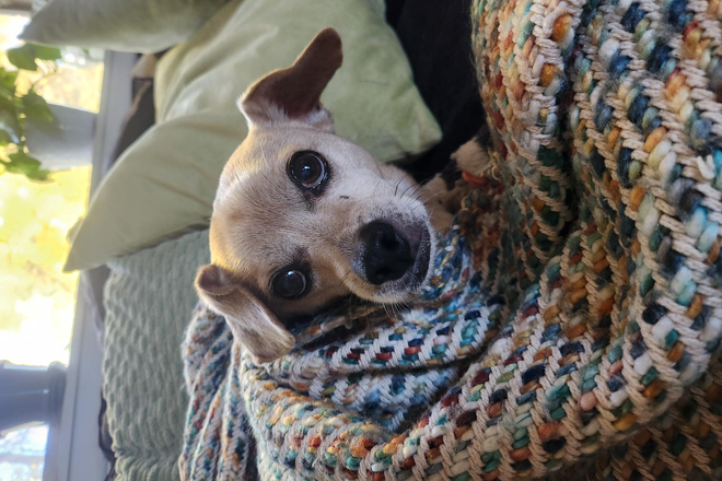 dogs - Room in house with 2 other roommates