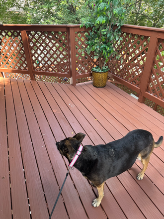 outside Decks - Tufts/Hillside area  This house respects and welcomes all walks of life