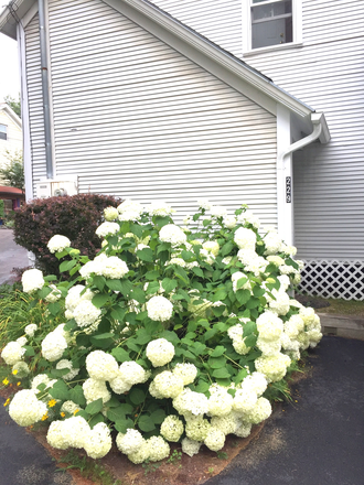 Back Door Entrance - Apartment  for Three Female Medical  Students. Walk to School and Hospital. Utilities included.