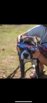 Tuna at a solar eclipse event - Summer Sublet-Private Room Townhome