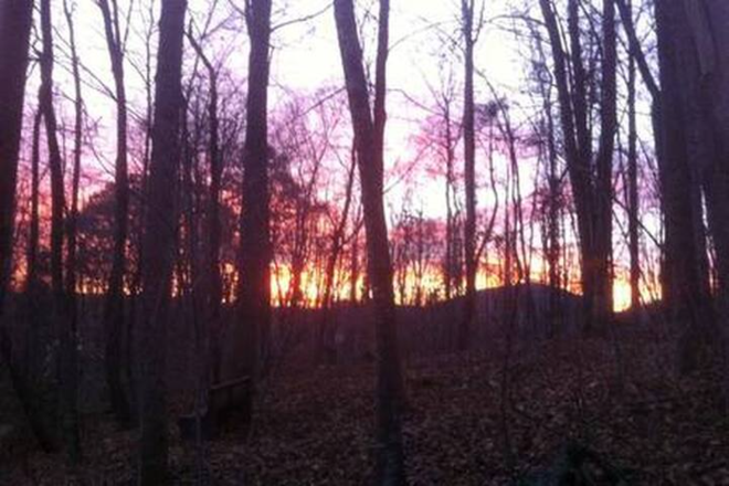 Wooded back yard. - Timberlane Mountain Studio Apartments