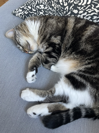 Willa! - Cat sit in beautiful 1920s one bedroom on the red line! Apartments