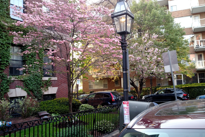 spring blossoms - Perfect location for most schools and MGH; furnished rooms by the River, near  Red Line Station Apartments