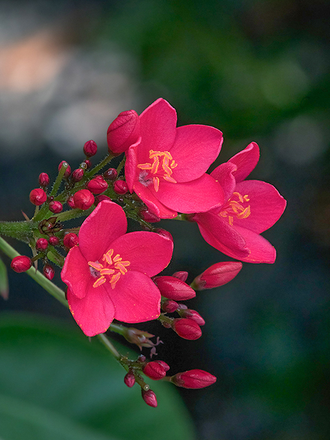 Jatropha flowers in parking area. - Peaceful, furnished 1BR, CHEF’s KITCHEN, yard, DW, WD, near Kaneohe Bay/HIMB-easy to downtown Apartments