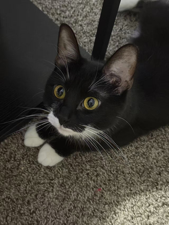 My Cat - Fully Furnished Apartment Close to Campus