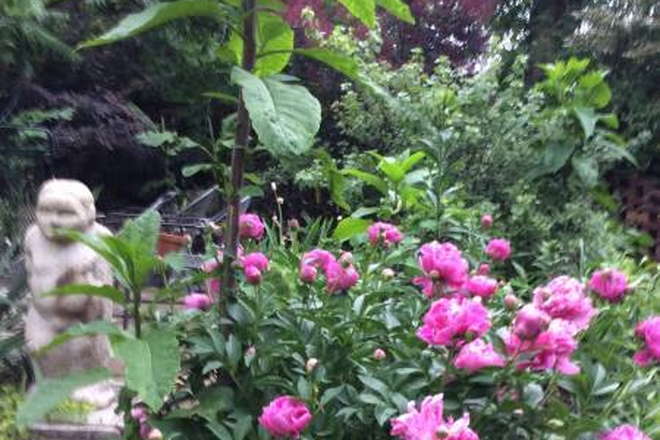 garden3 - Sunny Cottage in Hillsboro Village on 3/4 acre of trees, pond, and garden