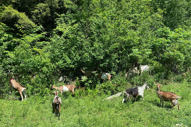 goats - Villa Villekulla Farm Work/Trade Studio Apt.