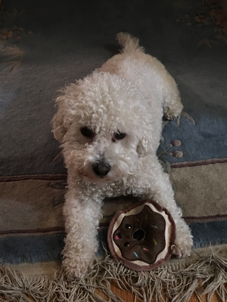Max, a friendly & lively 7 year old, bichon frise - One Bedroom, private bath in a house: Starts in January