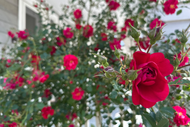 Rose garden - NO BROKER FEES! Huge Somerville 6BR; Sunny, Rose Garden; 5min walk to Tufts; Parking & Free Laundry! Duplex