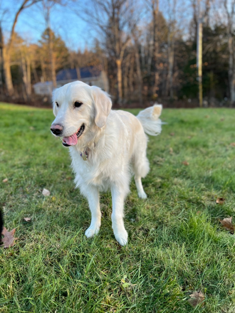 Banner, 6 year old English Cream Golden - 3 bed/3 bath. Housemate(s) needed (1 person $1250). Dogs considered