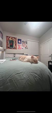 this is my room and my roomates sweet cat :) - Skyview Apartments