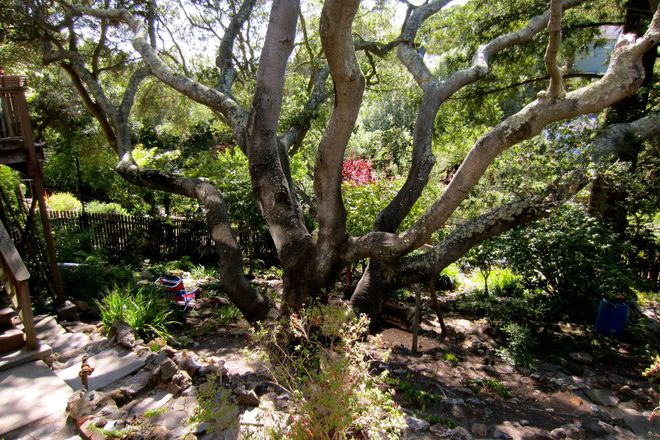 The tranquility to relax - Safe Secluded Studio in the beautiful Berkeley Hills on 7 Busline to Downtown Berkeley House