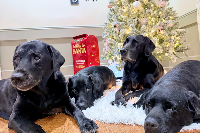 Autumn Chase Apartments pet friendly one and two bedroom apartments for rent in Myrtle Beach - 2 bed 2 bath apartment for rent