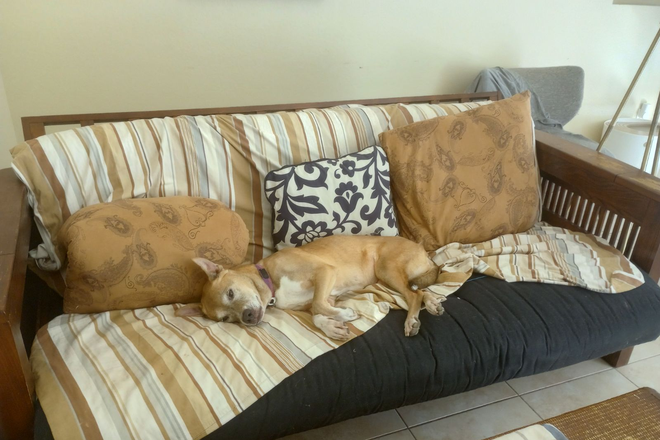 Living room couch with dog "Vega" - 2 bedrooms available in 3 bedroom house, full bath shared by students, in Turtle Rock near UCI