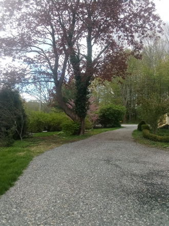 Driveway Looking back towards Road - Large Furnished Suite in Charming Antique Home WITH ALL UTILITIES INCLUDED