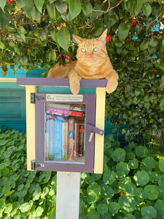 Our cat on our Little Free Library - Single bedroom in 4 bedroom house available 9/13