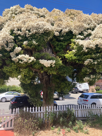 Large tree in front yard - Private bed and bathroom in El Cerrito house