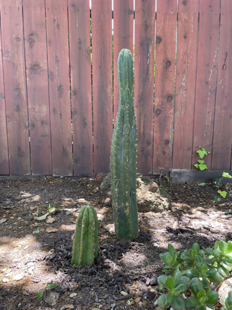 cactus in the back yard - walk to USF, close to everything! Apartments