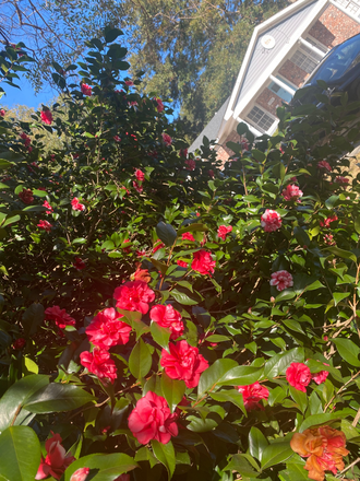 Camellia in bloom welcoming you home - Spacious 3 bedroom, 2 bath home in beautiful well-established JI neighborhood