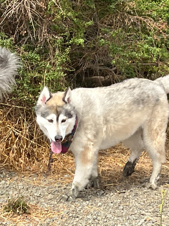 Aspen. - Big house/ amazing views, to share with me (professor and nice person) and two big mellow dogs a
