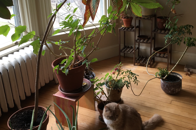 sunroom with lion - Large furnished bedroom all included House