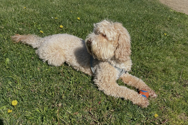(Dog not included ;) ) - Sunny 4 Bedroom near Tufts &  Teele Sq, near Davis House