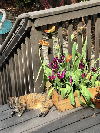 Cat (very cute) - 4bdr apartment, 1400, with water, and garbage included. AND Very cute cat!