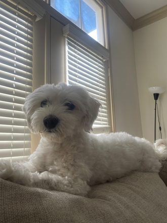 dog - Broadstone Toscano