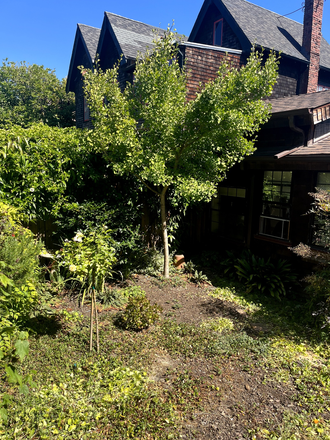 A main photo of the cottage framed by trees, showcasing the building nestled among the greenery. - 2835 Hillegass Cottage