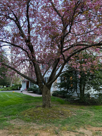 Yard in springtime - Unfurnished 4BR home-Spruce Lane-Kingston