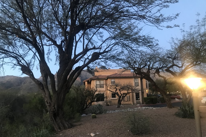 across the yard - MAY 29-JULY 17 CAT LOVERS ONLY