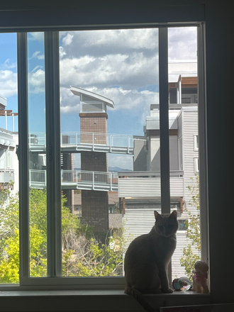 kitty in living room window! - apartment