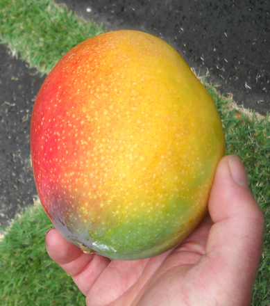 Mango - Great household – welcome visitors friends house guests kids – bananas mangoes taro luau – Palolo