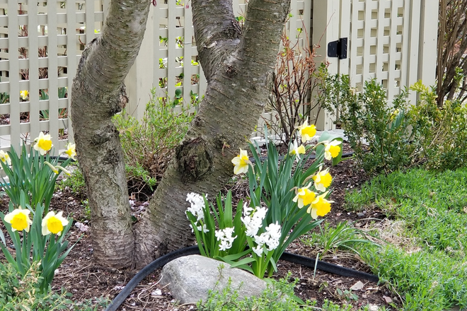 Garden gate - Sunsplashed Serenity: Elegant 2BR+study $4800/m; $1800/w | For the academic year 9.1.26-5.17.27 Apartments