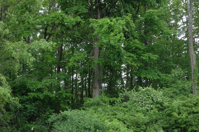 Wooded area located next to unit. - Quiet Grads/Professional/Non-Smoking Environment.  References.