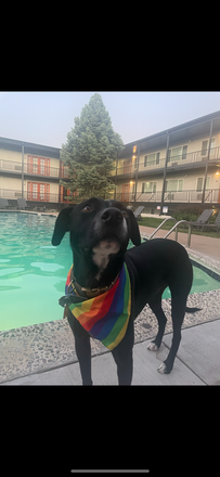 Meet tuxedo! We are a package deal and would love another dog/roommate pair. Tux loves other dogs:) - Dog Friendly Roommate at The Lodge! Apartments