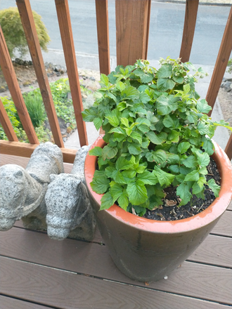 deck - $700.00/mo.  Includes utilities, private room, bath and fully furnished. Duplex