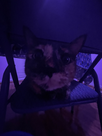 our kitty, tiramisu :) - Lilac Village Apartment - 5 Mins from Campus