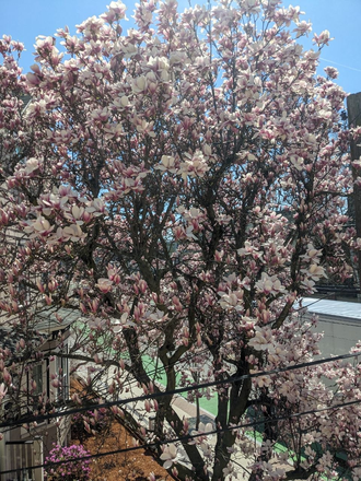 big magnolia next door - 2 open rooms in a large & bright 4 bed/1 bath near campus, $1140/mo each Apartments