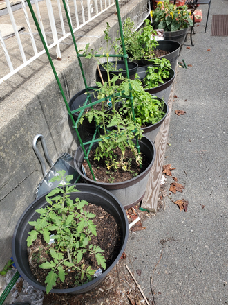 Herb garden, summertime - Windsor Inn Guesthouse, next to MIT.  Furnished Short term rentals